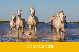 CAMARGUE